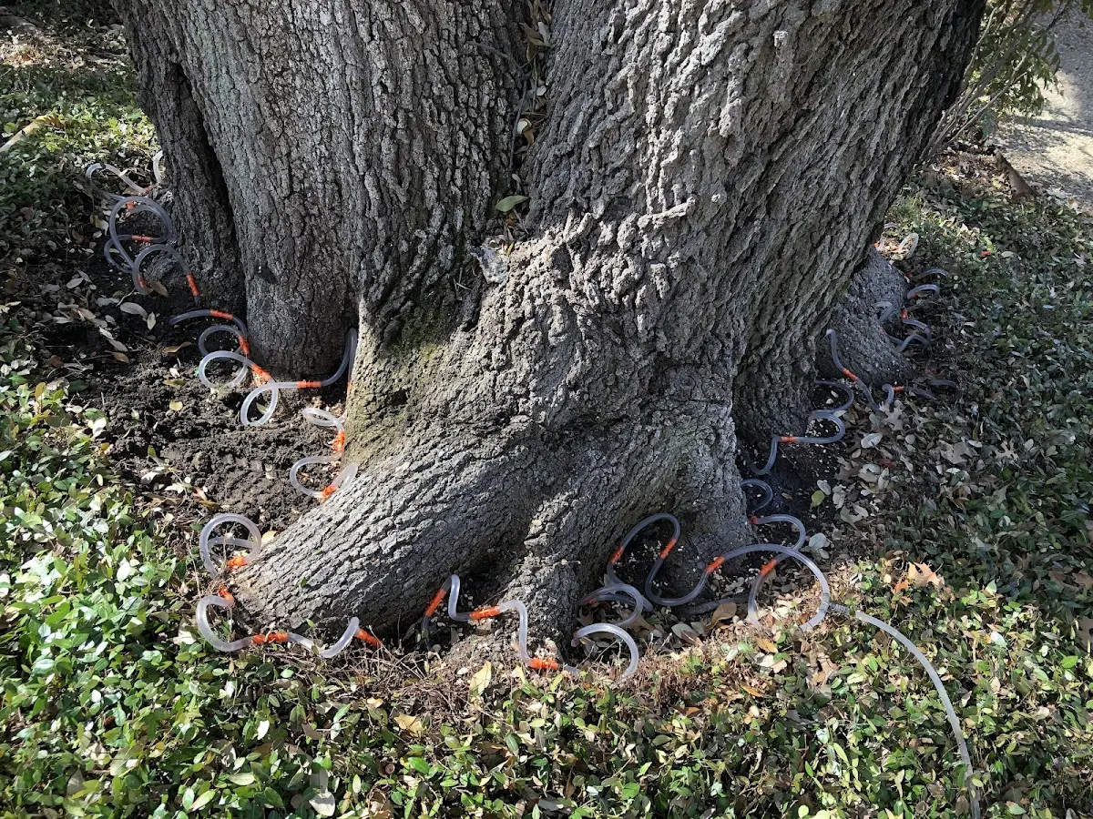 Detailed Tree Cabling and Bracing job site in Splendora