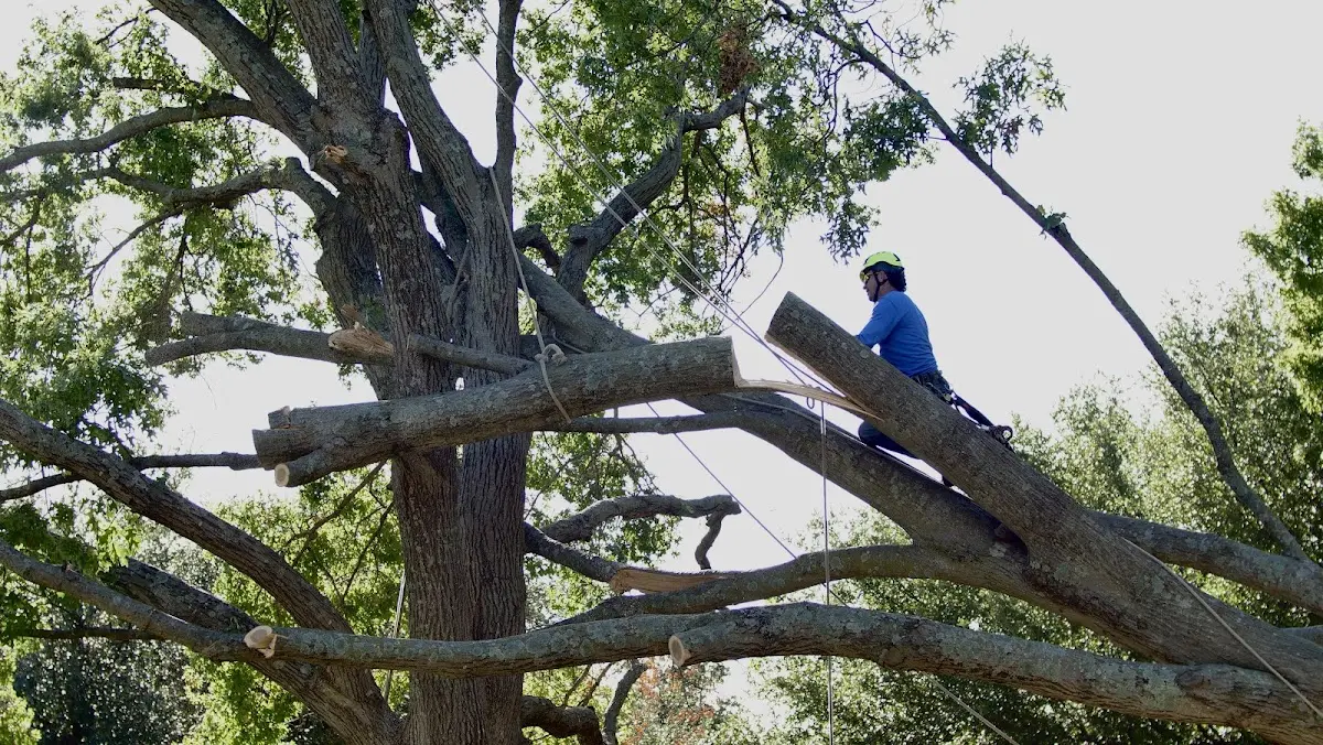 Professional Crown Thinning performed by certified arborists in Splendora
