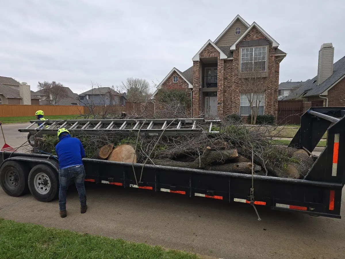 Expert Tree Removal with proper safety equipment in Splendora